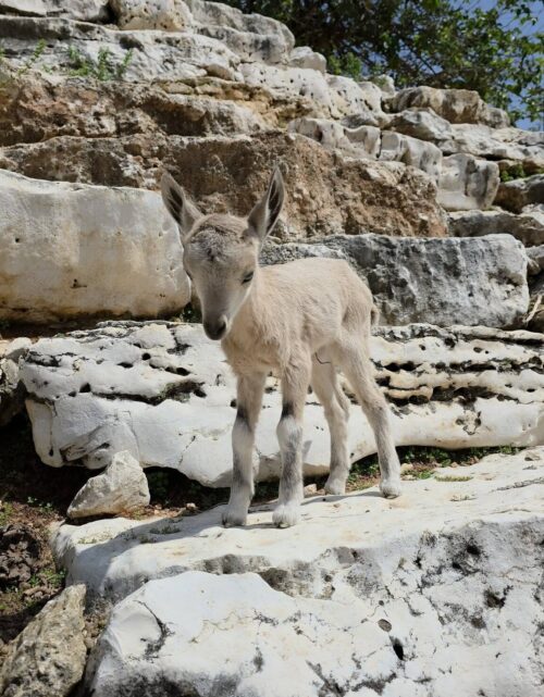 יעל נובית שנולדה ממש לאחרונה, צילום באדיבות הגן החי פתח תקווה